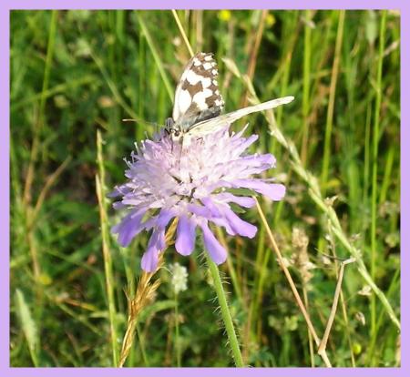 papillon
